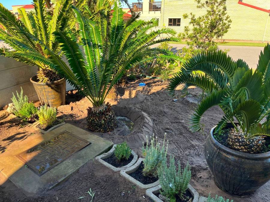 Newly prepared garden bed with potted cycads and freshly planted lavender
